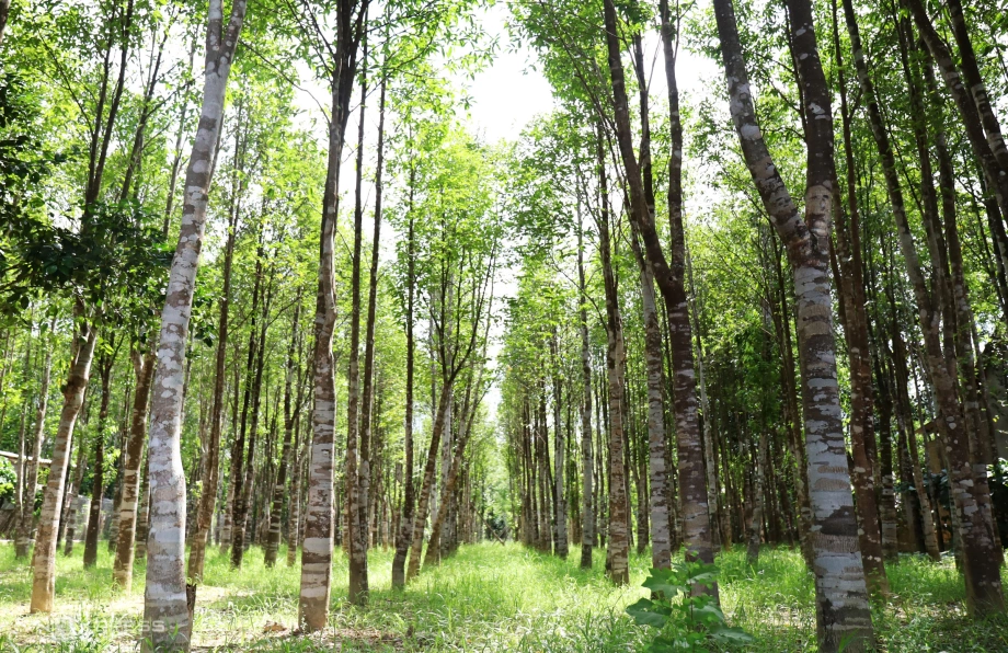rừng cây gió bầu trầm hương