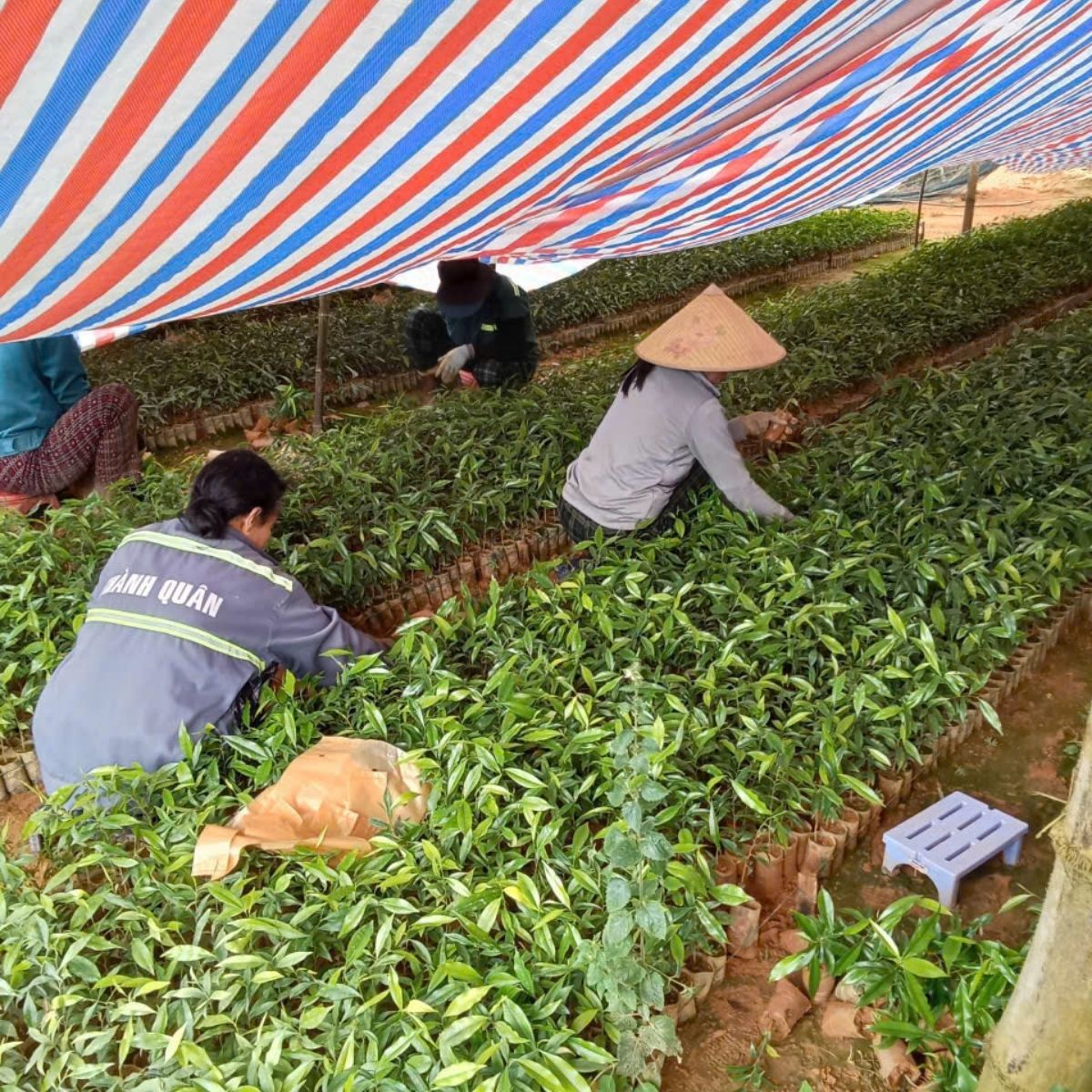 công nhân chăm sóc cây gió bầu con trầm hương bảo trân