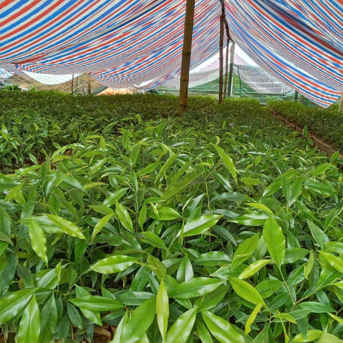 vườn cây giống gió bầu